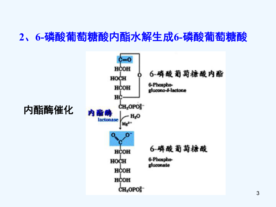 糖代谢的其它途径课件.ppt_第3页