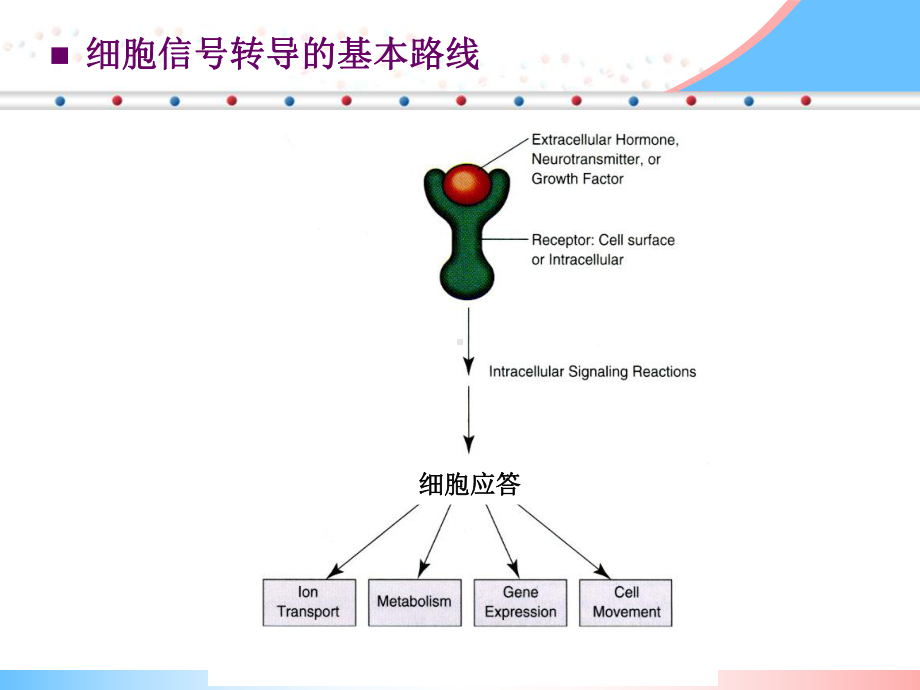 细胞信号转导课件.ppt_第3页