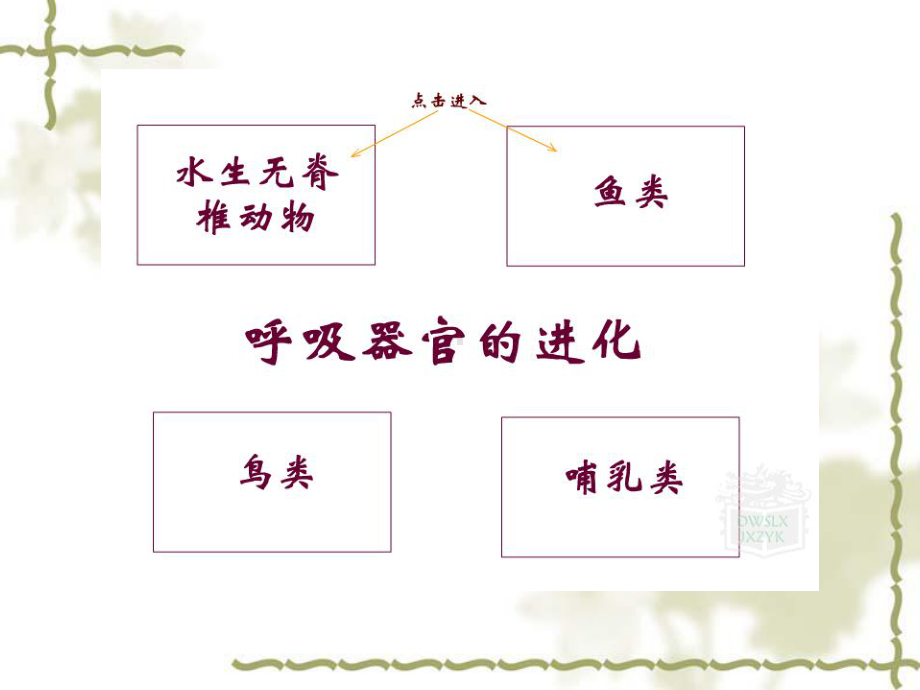 第六章-呼吸与鳔课件.ppt_第2页