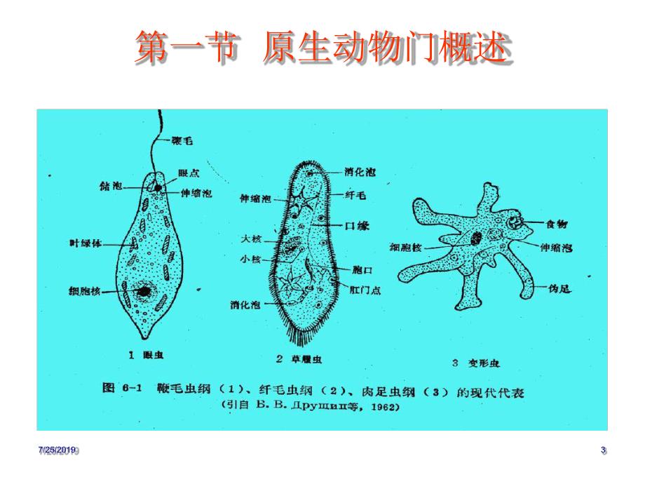 原生动物门海绵Protozoa课件.ppt_第3页