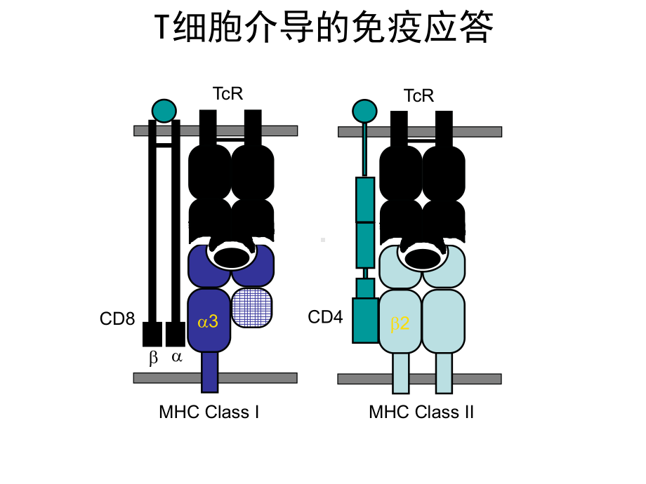 B细胞介导的免疫反应课件.pptx_第3页