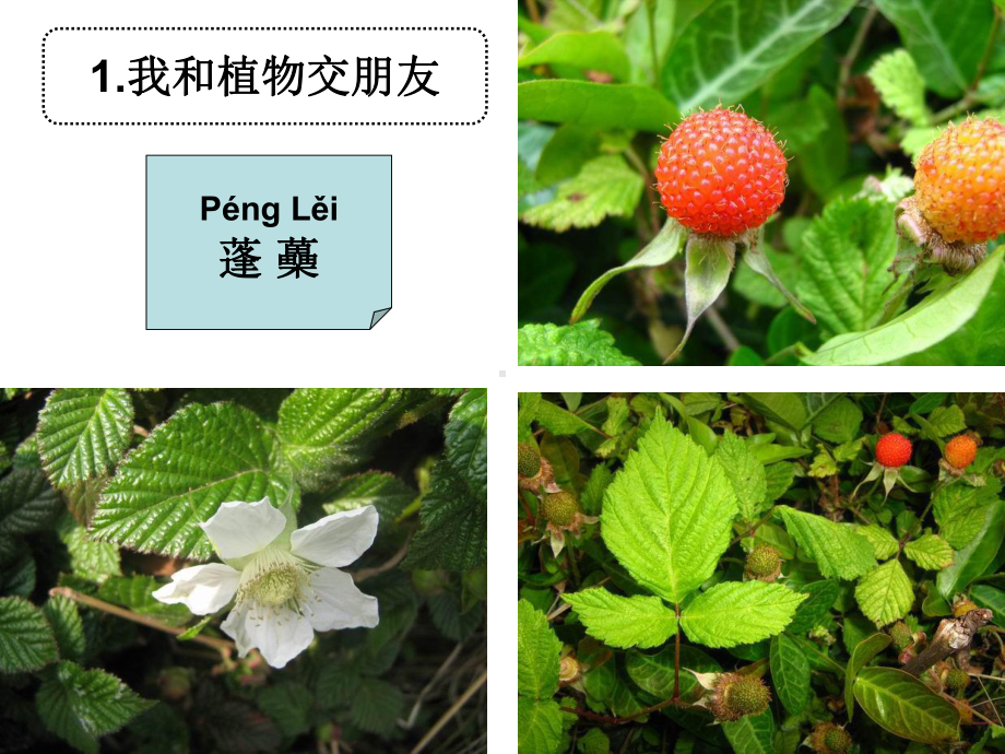 六上四3多种多样的植物课件.pptx_第2页