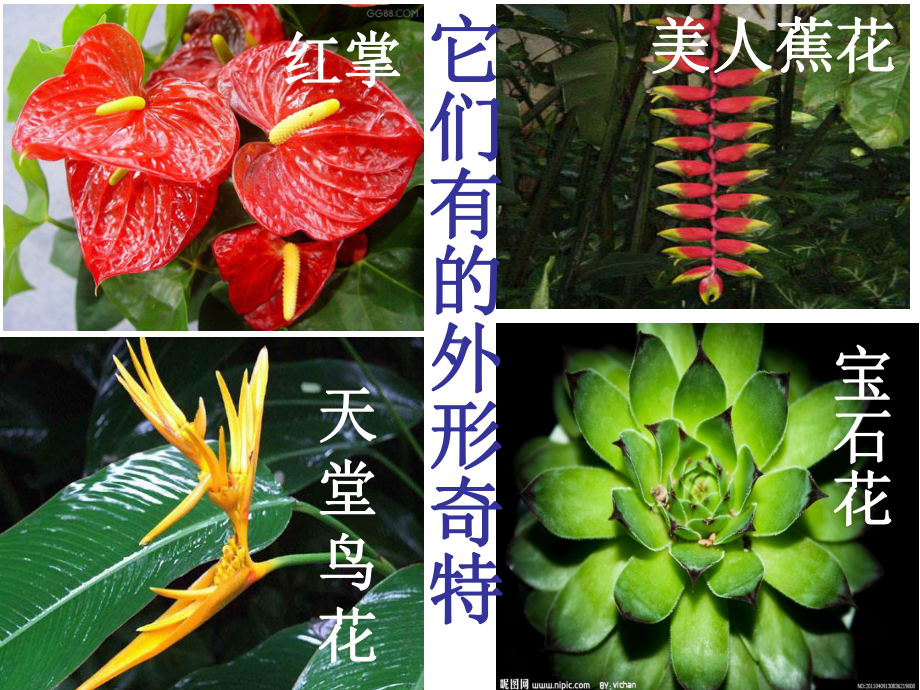 (部编版)植物妈妈有办法优秀课件3.ppt_第3页