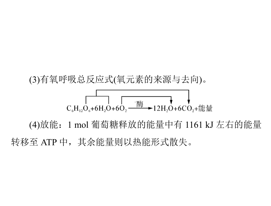 2022届新高考生物通用版总复习一轮课件：必修1-第5章-第3节-ATP的主要来源-细胞呼吸.ppt_第3页