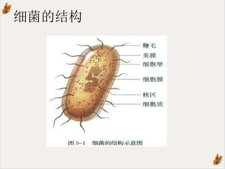 抗菌药物分类及作用机制课件.ppt_第2页