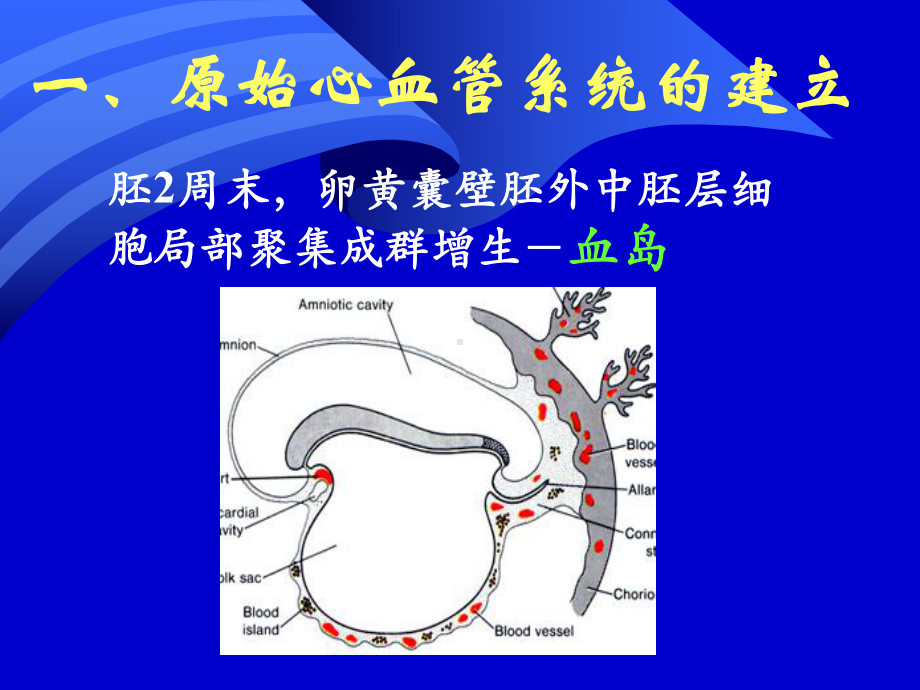 25章-心血管系统得发生课件.pptx_第3页