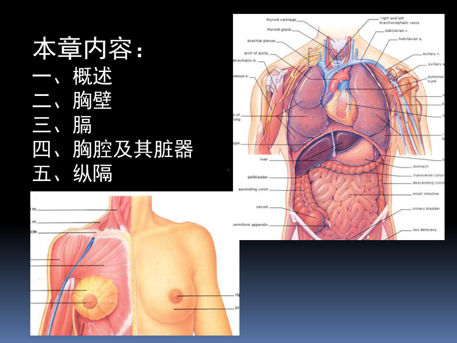 最新罗英瑾10胸部课件.ppt_第2页