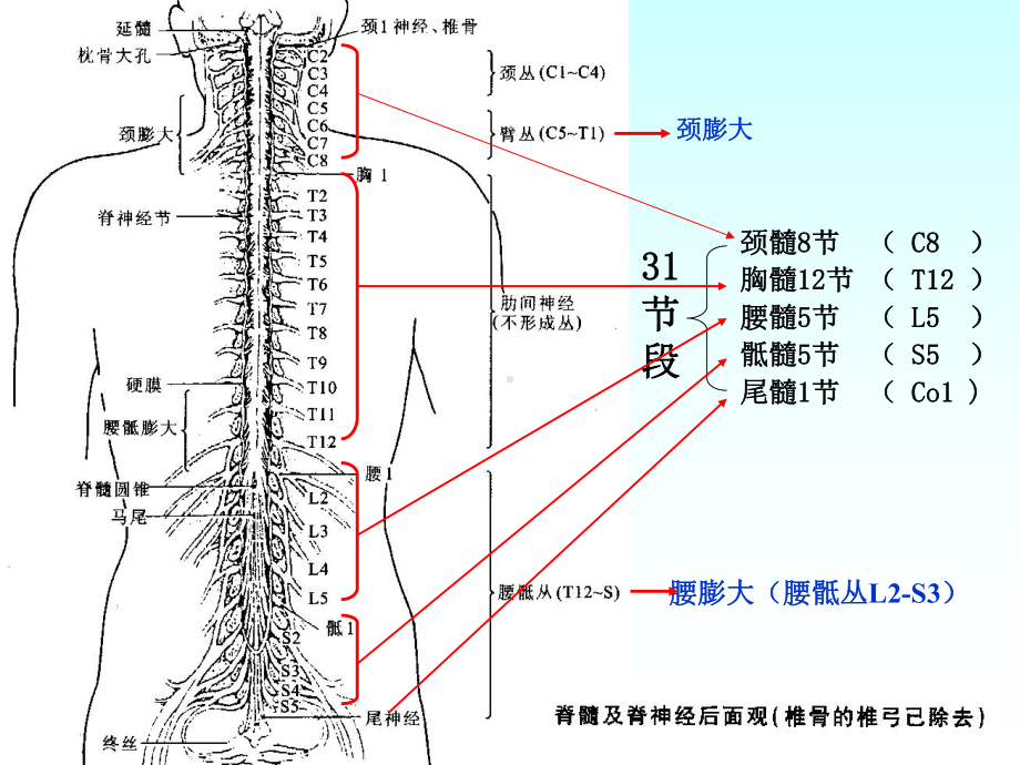 3章4节神经系统课件.pptx_第2页