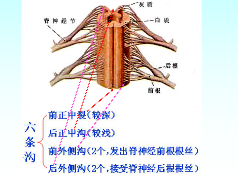 3章4节神经系统课件.pptx_第3页