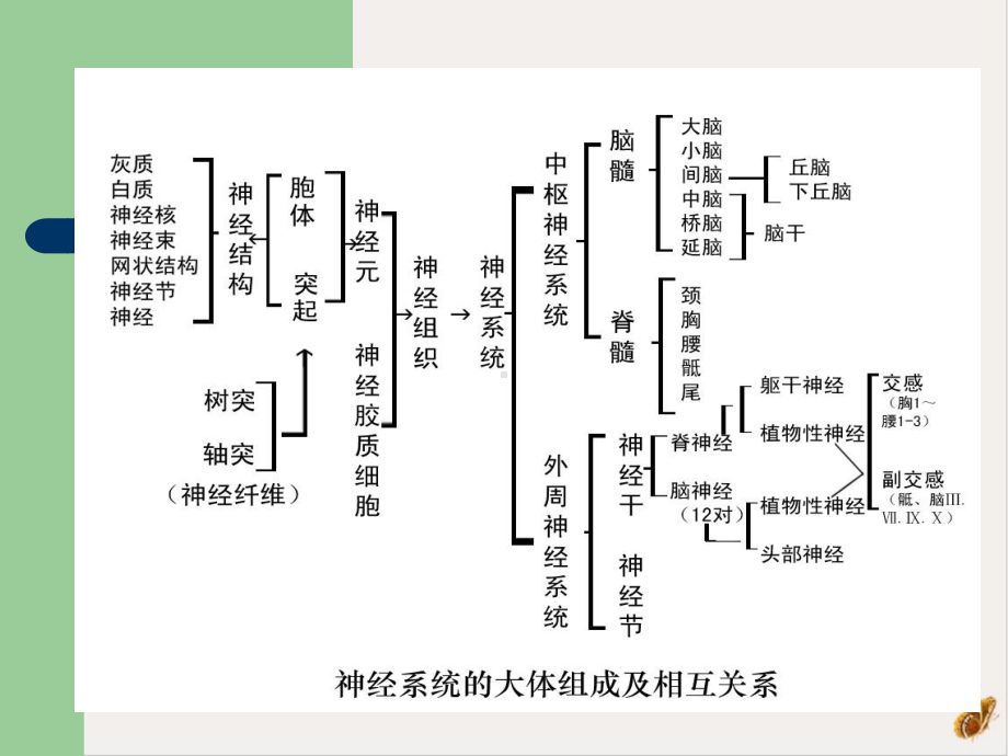 神经元的结构和功能课件2.pptx_第2页