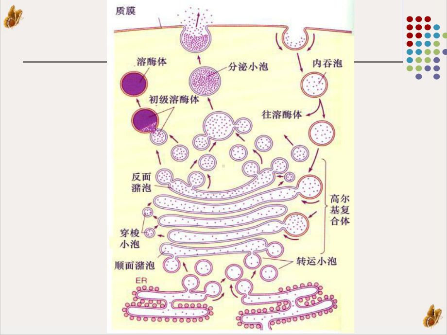 溶酶体过氧化物酶体课件1.pptx_第1页