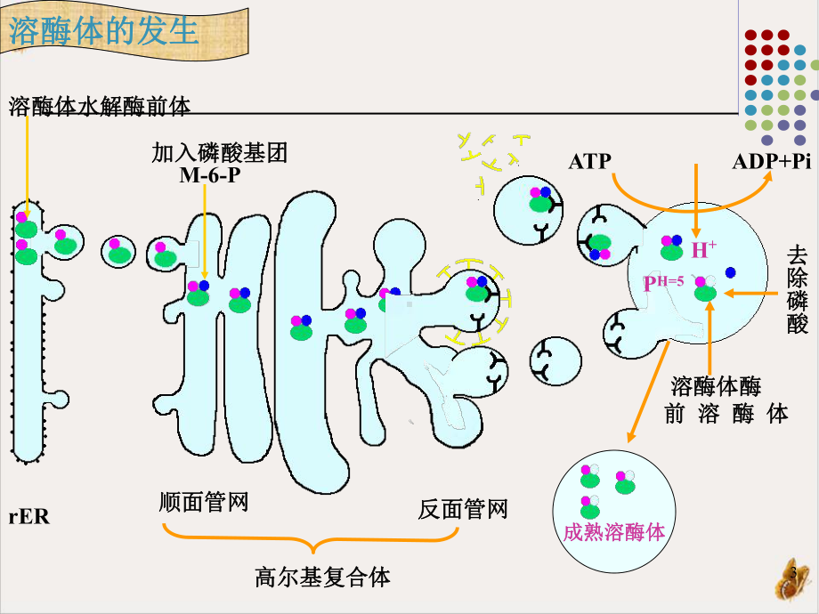 溶酶体过氧化物酶体课件1.pptx_第3页