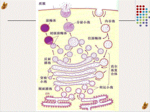 溶酶体过氧化物酶体课件1.pptx