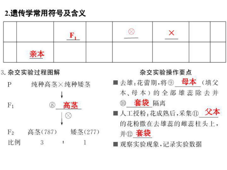 最新基因的分离定律课件.ppt_第3页