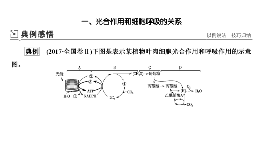 2021高考生物课标全国版一轮课件：复习提升课4-光合作用与细胞呼吸的综合应用.ppt_第2页