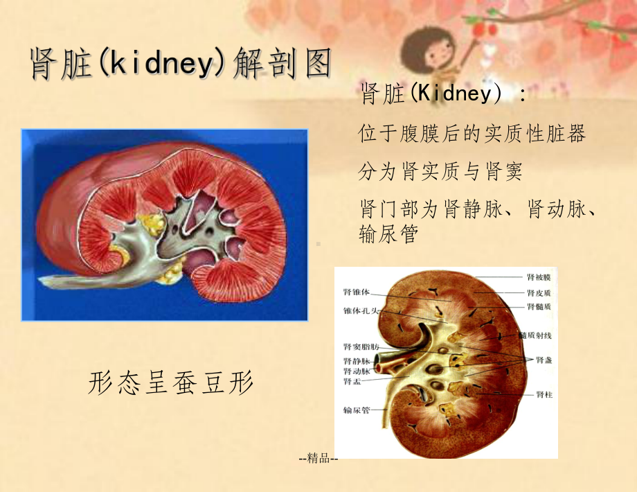 -肾脏的超声检查课件.ppt_第2页