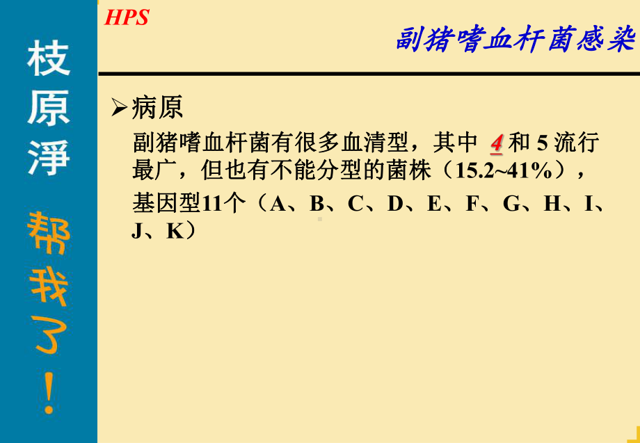 awl副猪嗜血杆菌病优秀课件.ppt_第2页