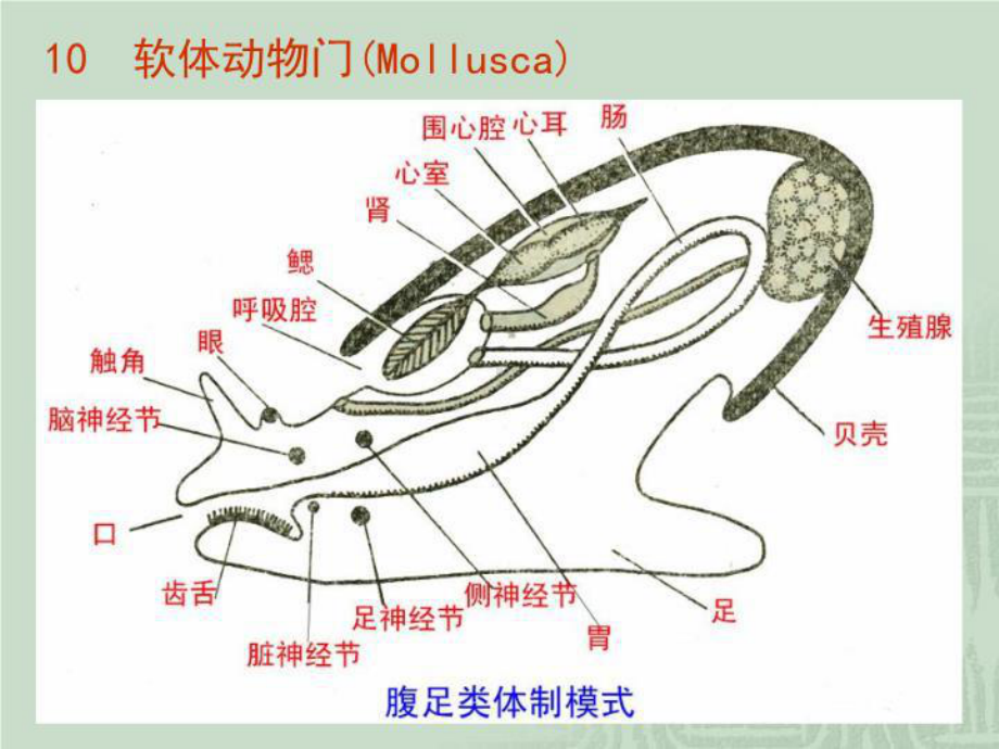 最新J软体动物门课件.ppt_第3页