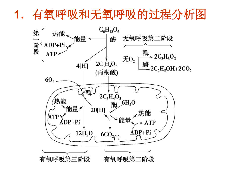 ATP的主要来源-细胞呼吸29-人教课标版课件.ppt_第2页