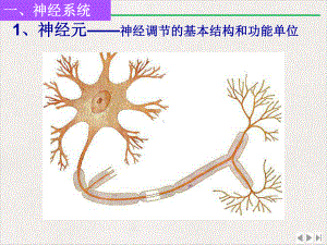 神经调节一轮复习精选课件.pptx