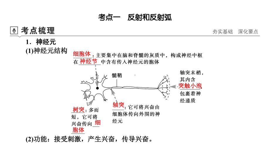 2021高考生物(山东专用)一轮课件：第23讲-通过神经系统的调节.ppt_第3页