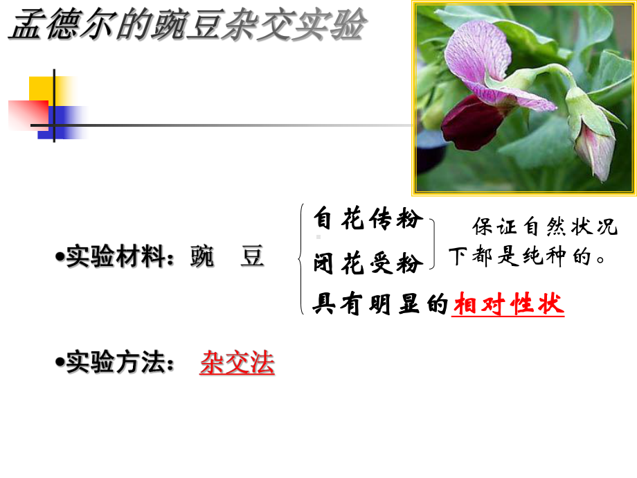 最新基因的分离定律L1课件.ppt_第2页