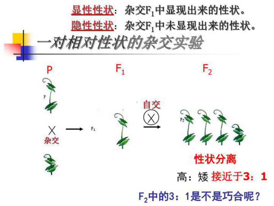 最新基因的分离定律L1课件.ppt_第3页