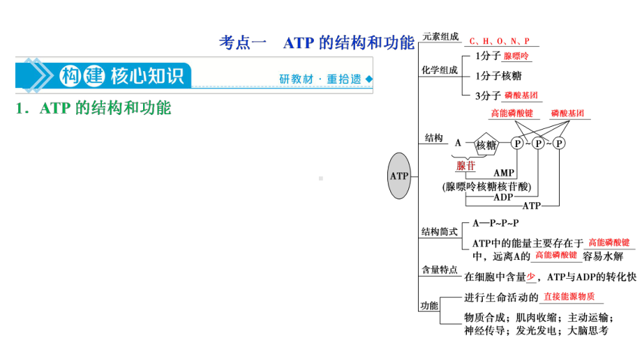 2021版高考生物(人教版)一轮复习课件：第三单元-第9讲-ATP及其主要来源-细胞呼吸.ppt_第3页