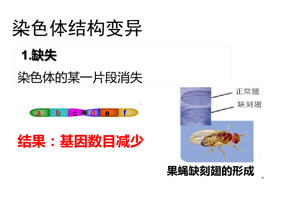 (新教材)染色体变异课件完美人教版1.ppt_第3页