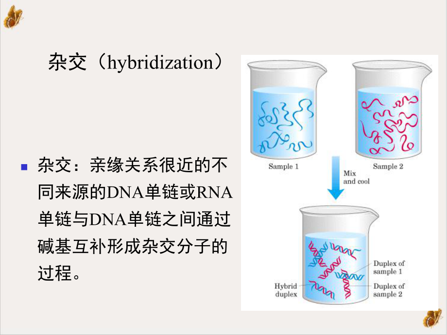 节基因的概念培训课件.ppt_第3页