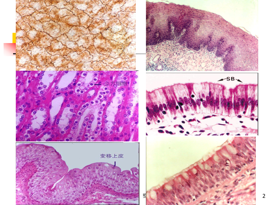 大学课件组织学与胚胎学上皮组织.ppt_第2页
