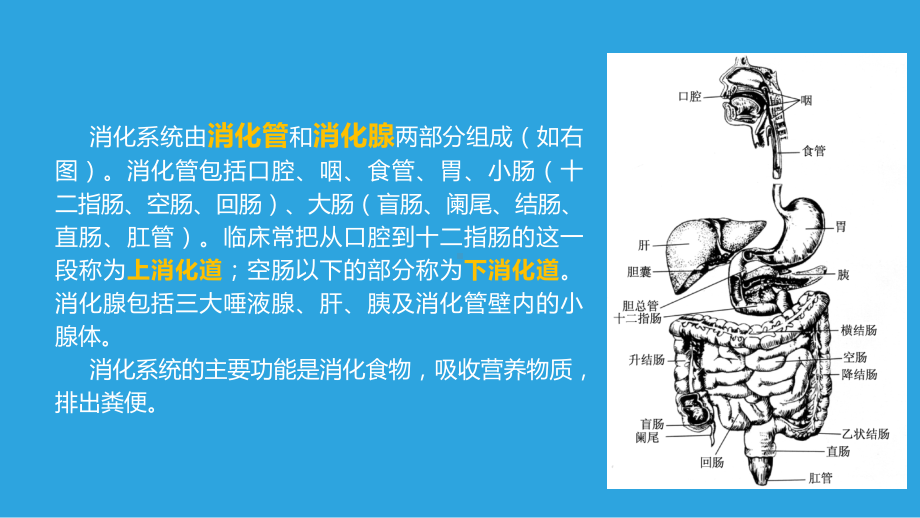 《正常人体学》第八章课件.pptx_第2页