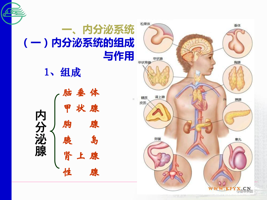 内分泌系统和免疫系统课件.ppt_第2页