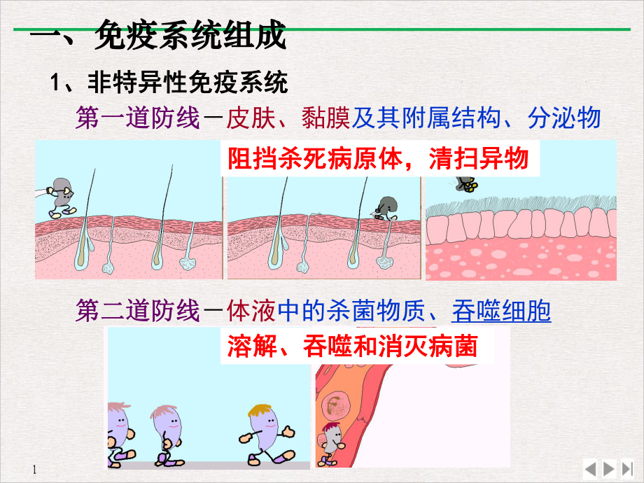 免疫调节实用版课件.pptx_第2页