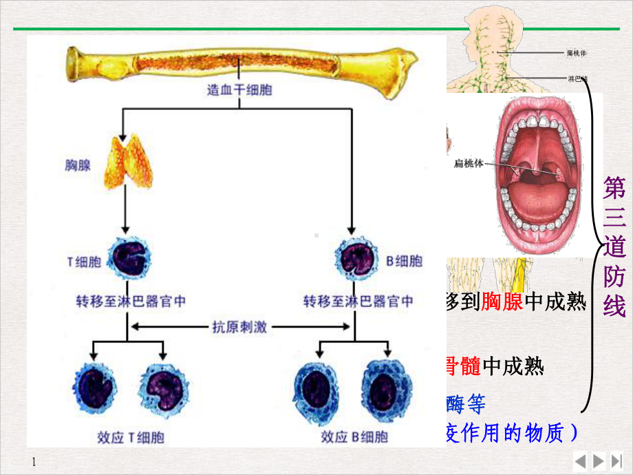 免疫调节实用版课件.pptx_第3页