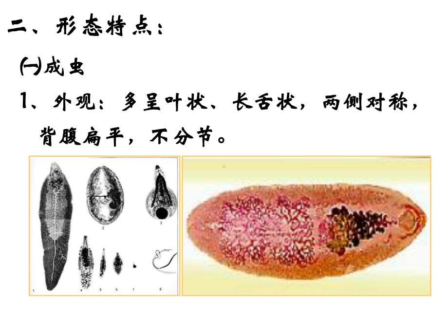 人体寄生虫实验肺吸虫课件.pptx_第3页