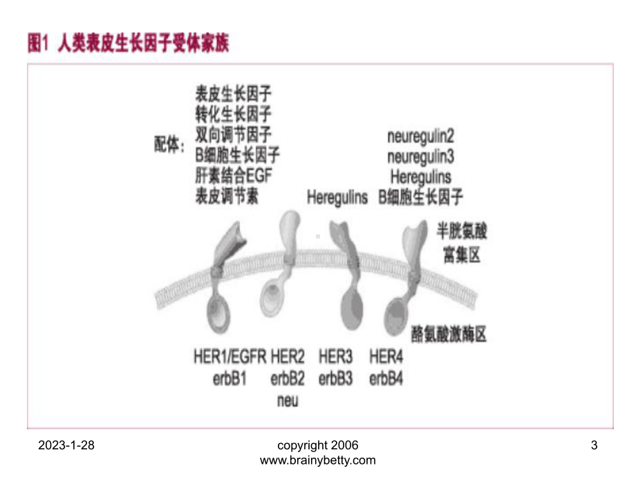 以egfr为靶点的抗肿瘤药物课件(同名218).ppt_第3页