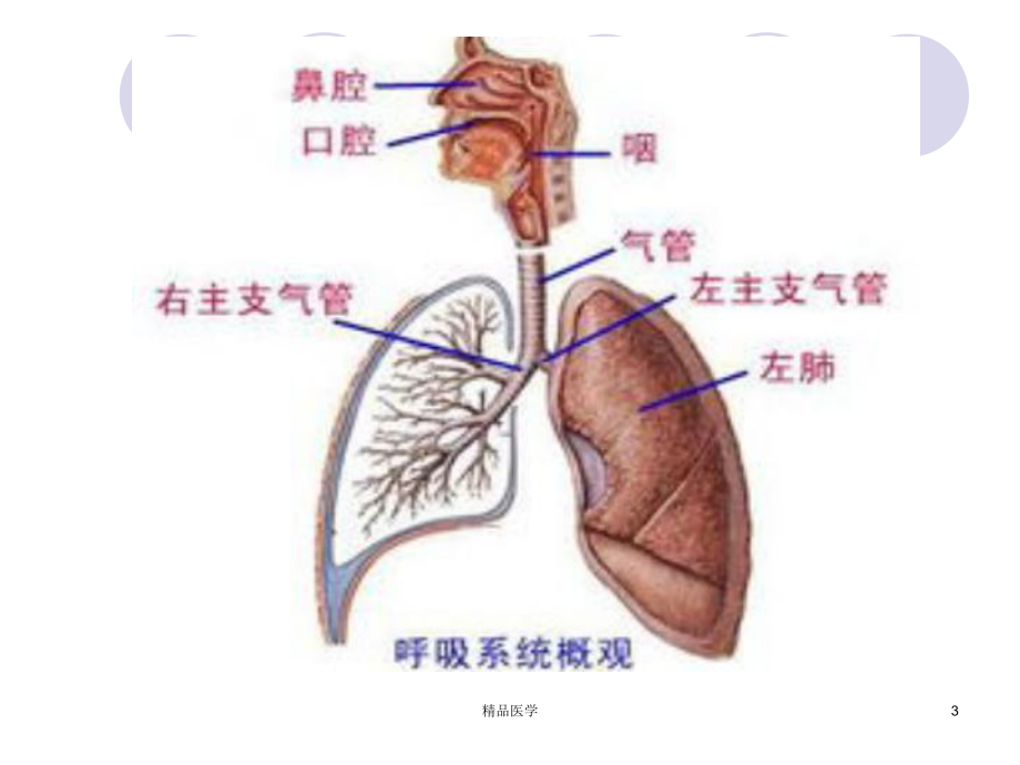 《小儿呼吸系统解剖》课件.ppt_第3页