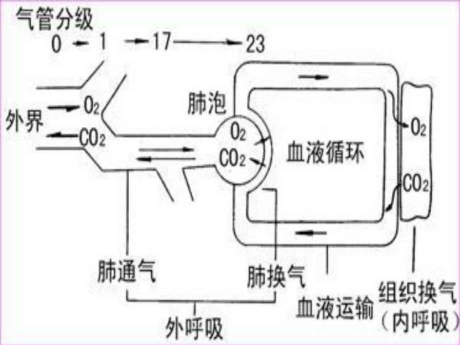 呼吸衰竭病人的护理医学课件.ppt_第3页