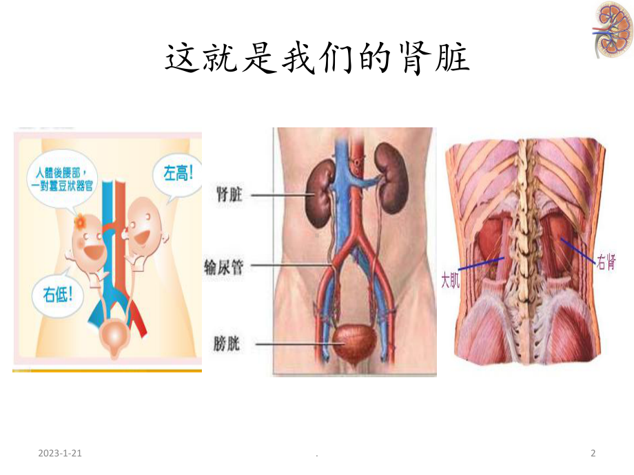 呵护肾脏-肾脏科普课件.pptx_第2页