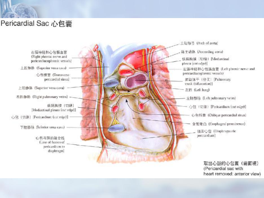 内科学教学资料：心包疾病课件.ppt_第3页