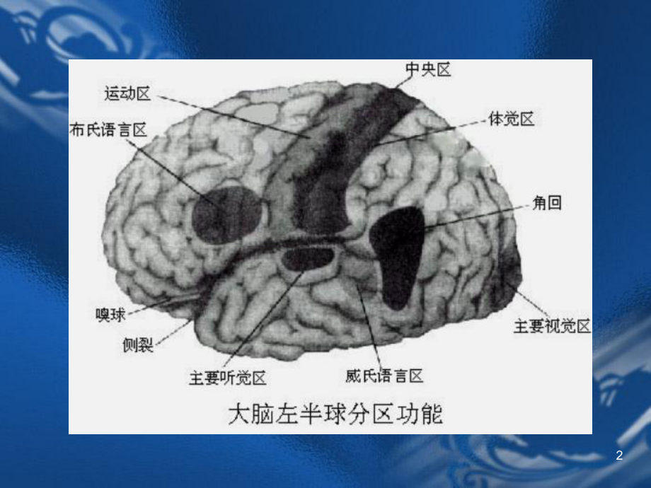 MRI解剖颅脑课件.ppt_第2页