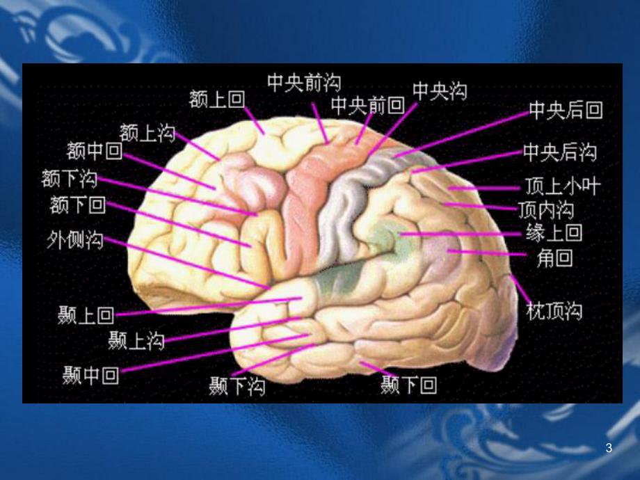 MRI解剖颅脑课件.ppt_第3页