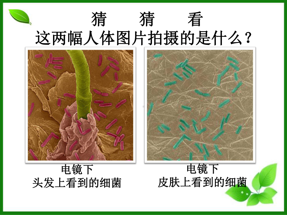 人教版免疫与计划免疫课件2.ppt_第2页