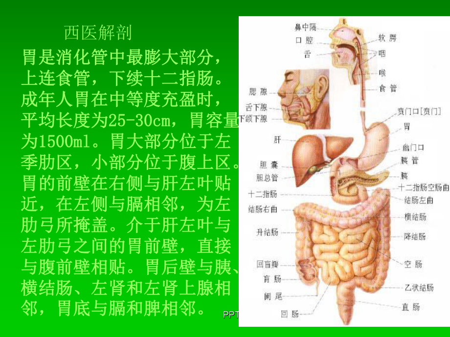 中医内科学课件第三章6胃痛.ppt_第3页