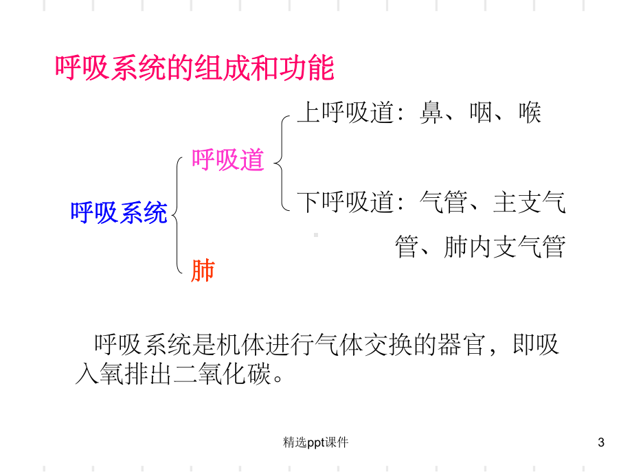 《呼吸系统解剖》课件.ppt_第3页