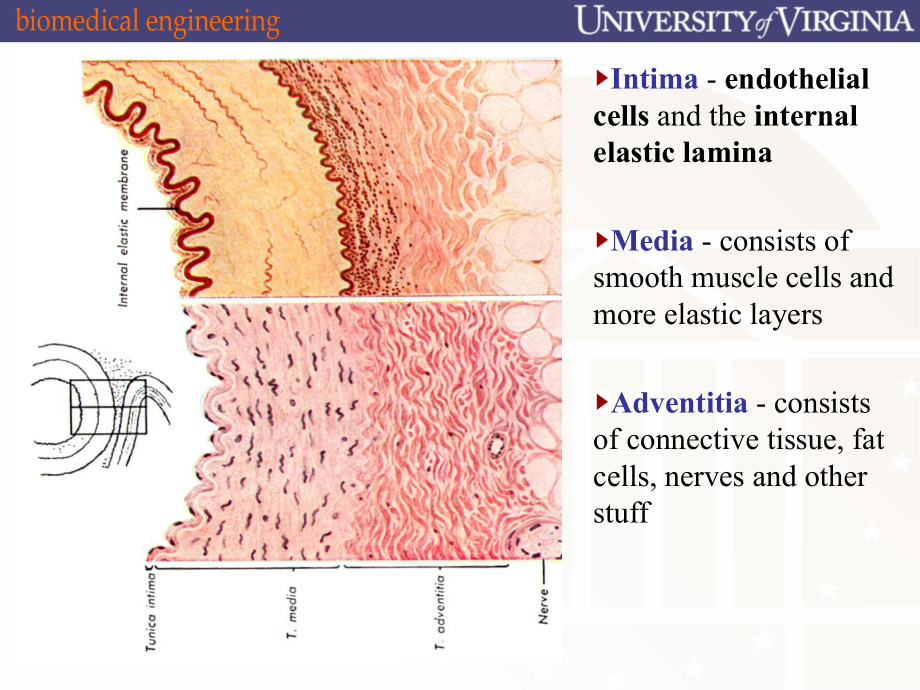 （高血压英文课件）-cardiovascular-disease-(CVD).ppt_第2页