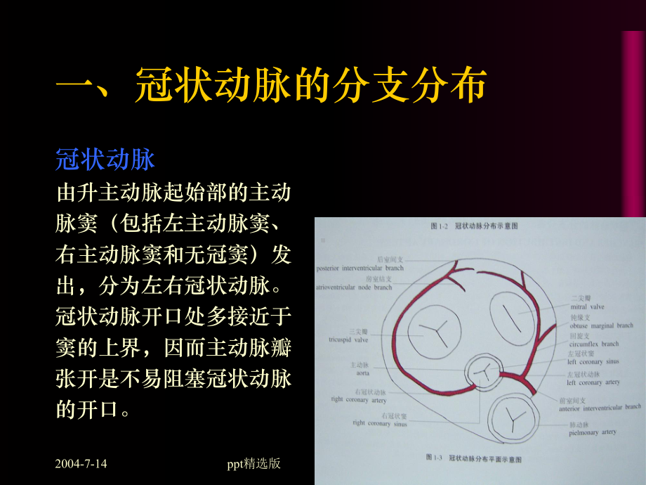 冠状动脉的解剖及CT表现课件.ppt_第2页