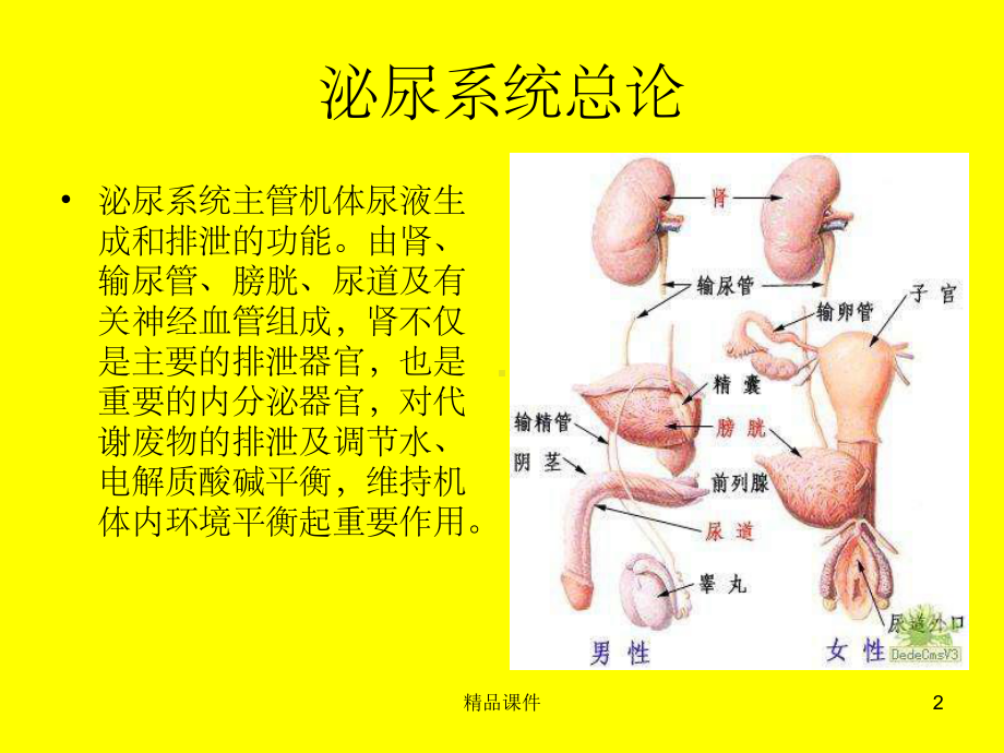 体外碎石治疗肾及输尿管结石与体外泌尿系统碎石课件.ppt_第2页