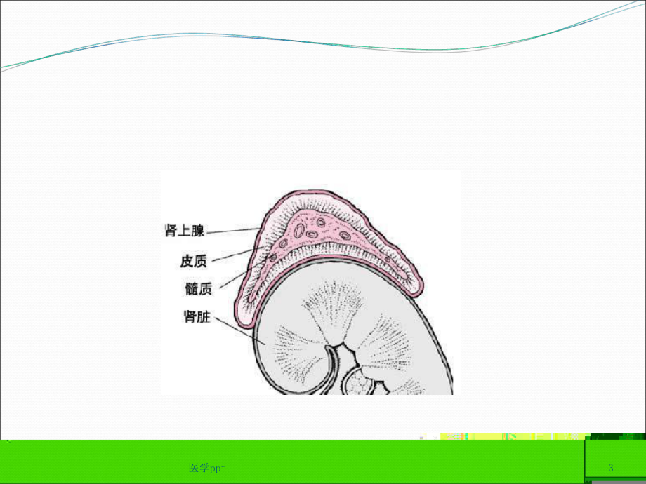 icu常见内分泌系统疾病课件.ppt_第3页